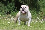 BULLDOG ANGLAIS 021